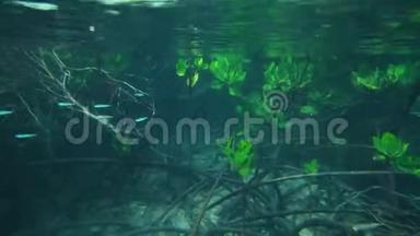 一群在红树林根上游动的鱼